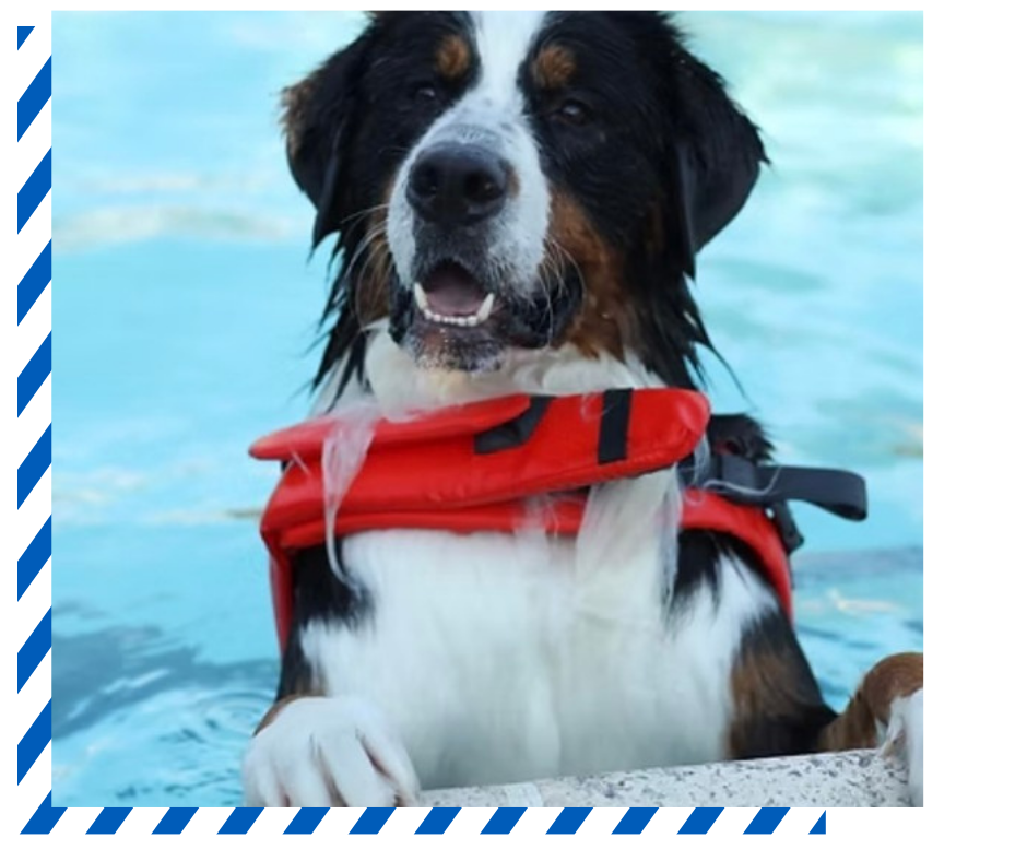 Dogs of Charm City in pool