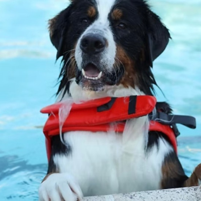 dogs of charm city swimming in pool