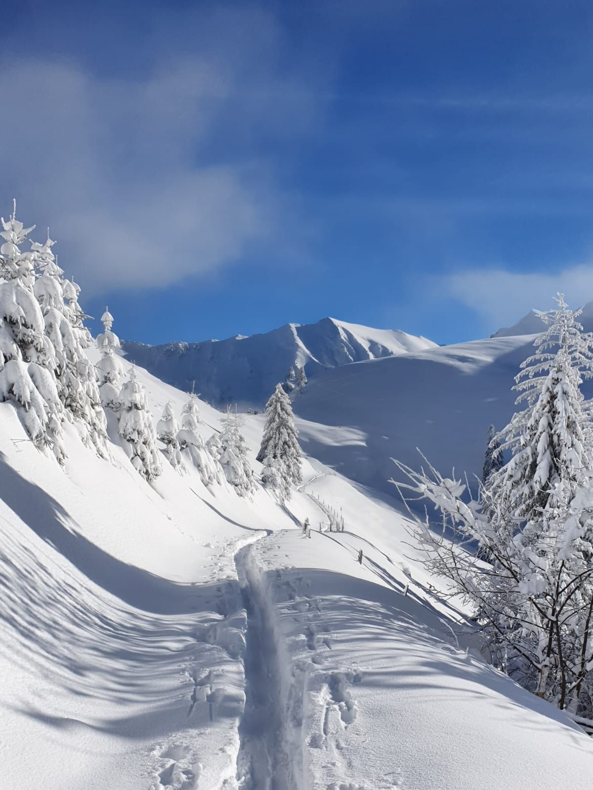 Sentier de montagne enneigé, avec des arbres couverts de neige et un ciel bleu en arrière-plan.