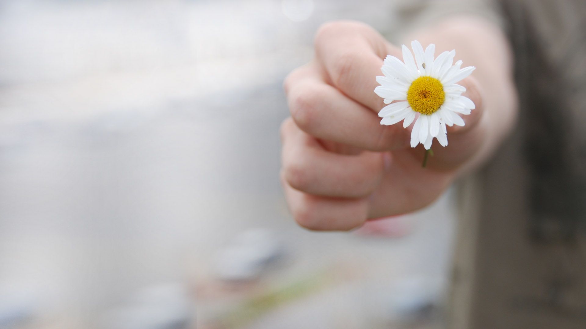 mano che tiene una margherita