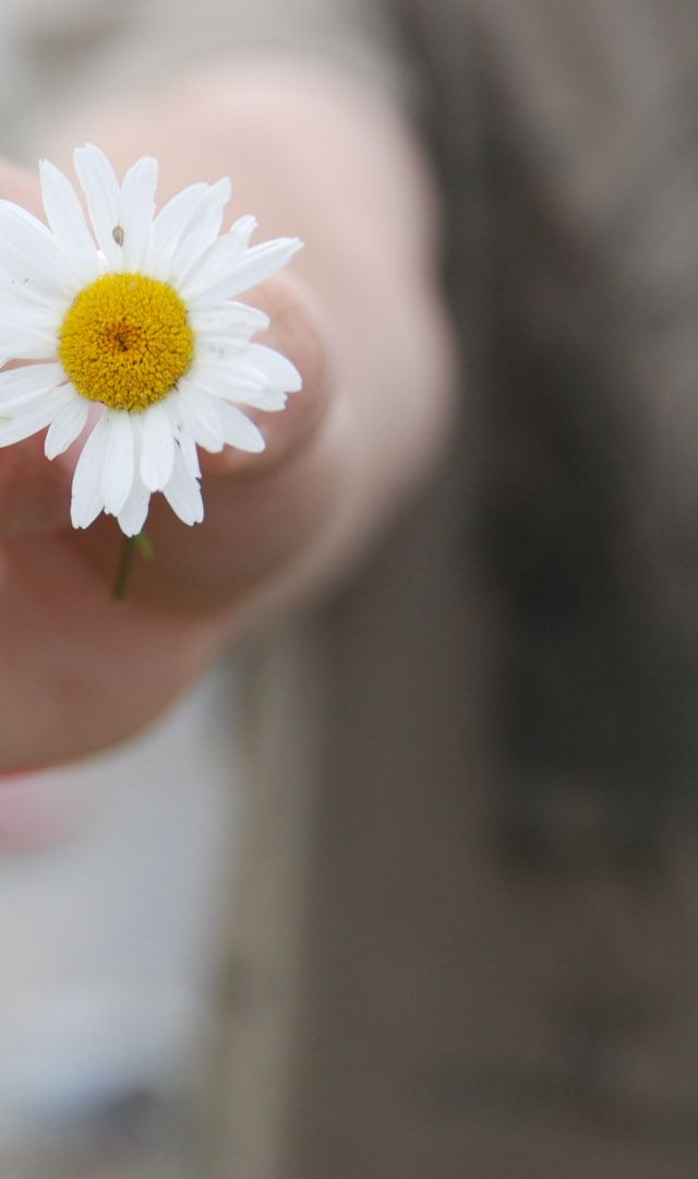 mano che tiene una margherita