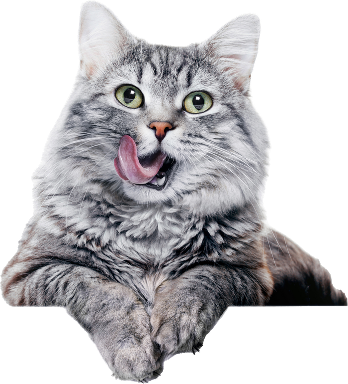 A cat is sticking its tongue out and licking its nose.