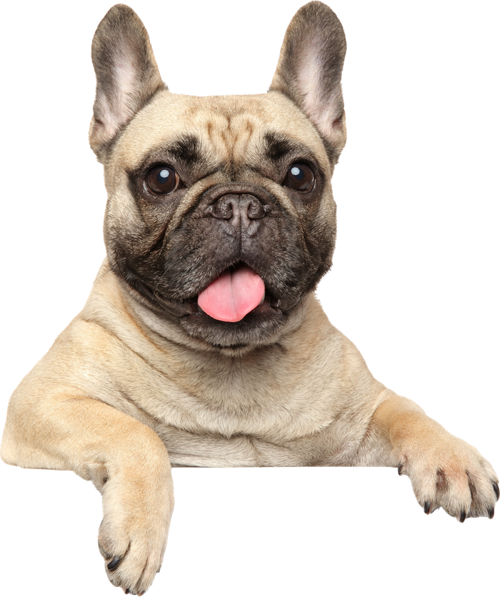 A french bulldog is sticking its tongue out over a sign.