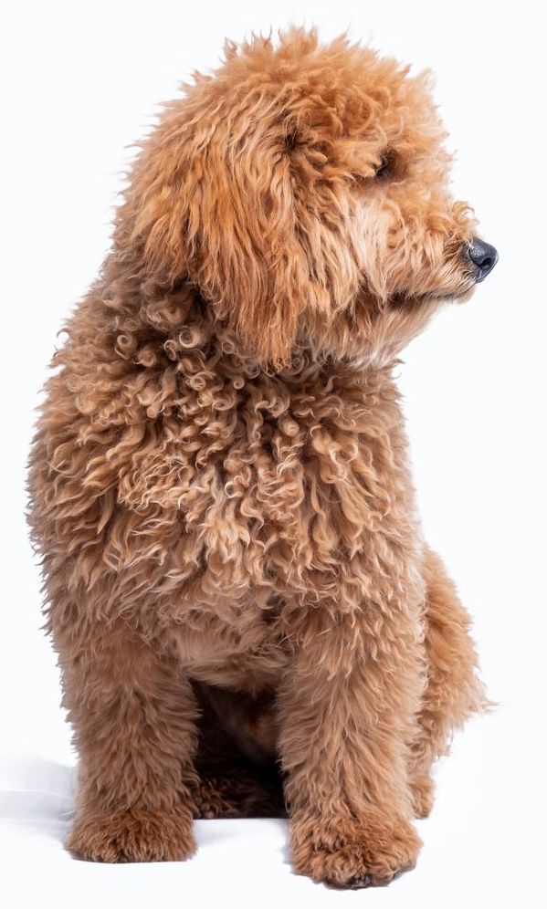 A small brown poodle is sitting on a white background.
