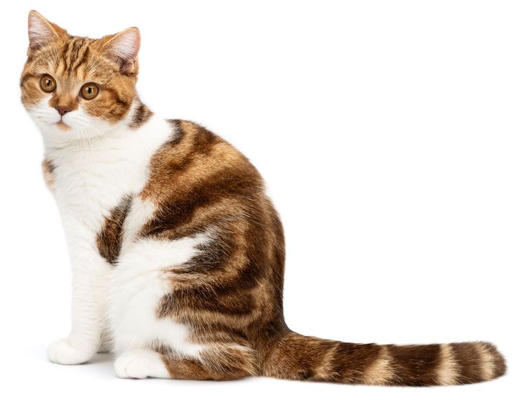 A close up of an orange and white cat sticking its tongue out