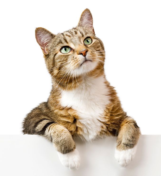 A cat is sitting on a white surface and looking up.