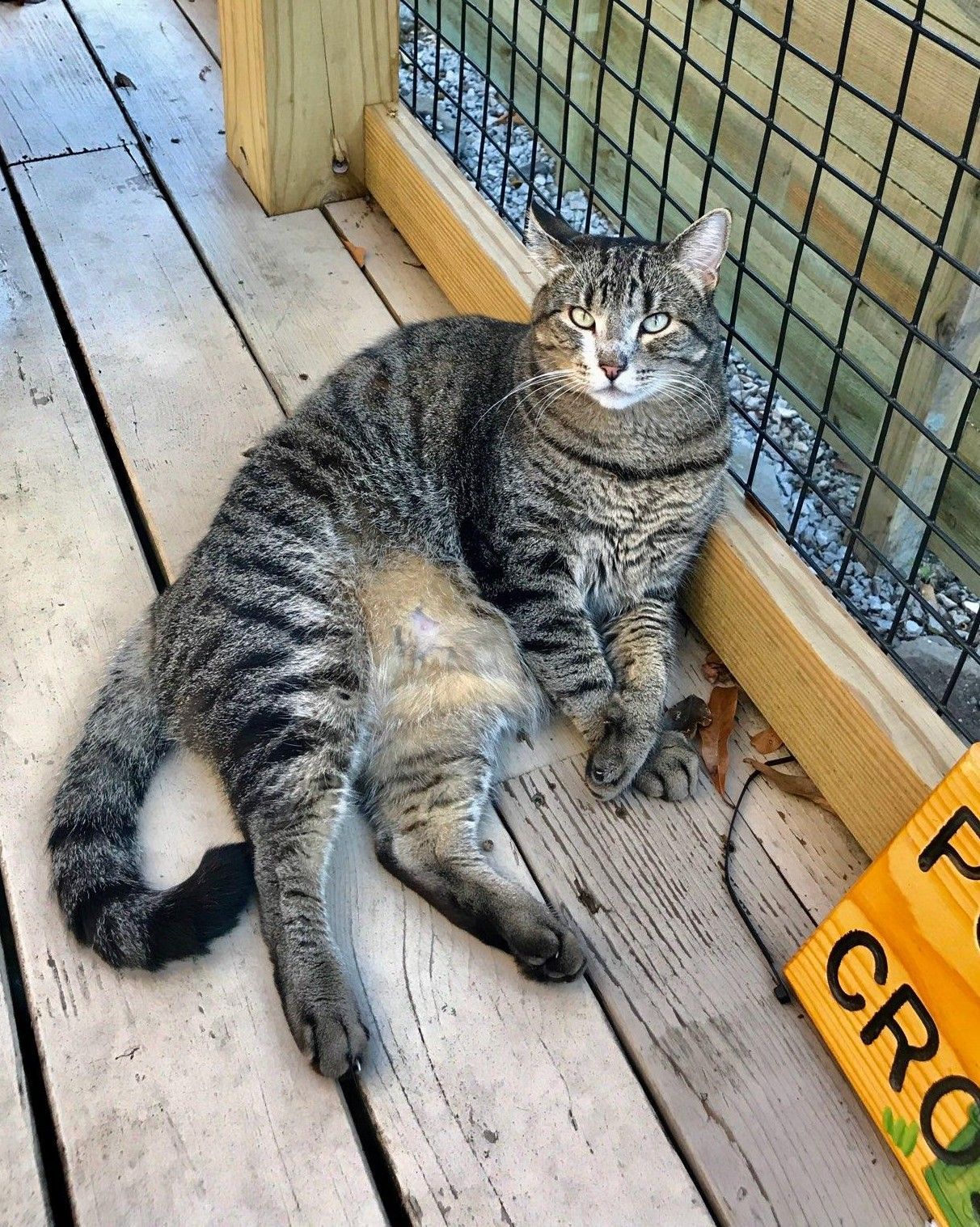 Tabby cat lounging on wooden planks next to a fenced area, with a small sign visible.
