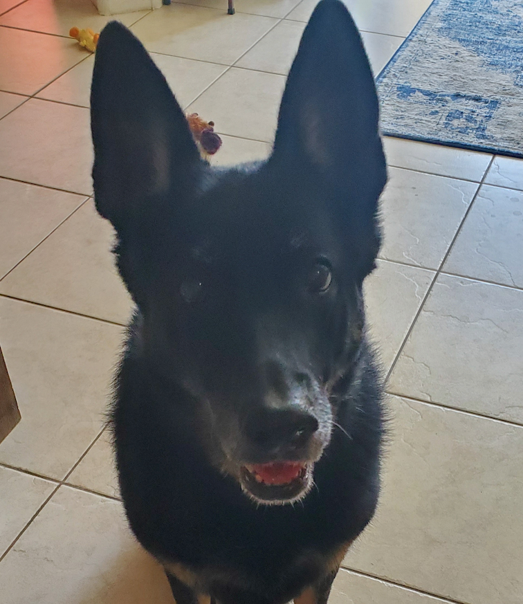 Black dog with erect ears looking directly at the camera with a happy expression.