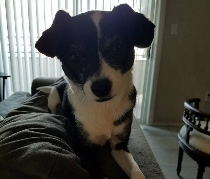 Black and white dog with floppy ears looks at the camera, resting on a person's lap.