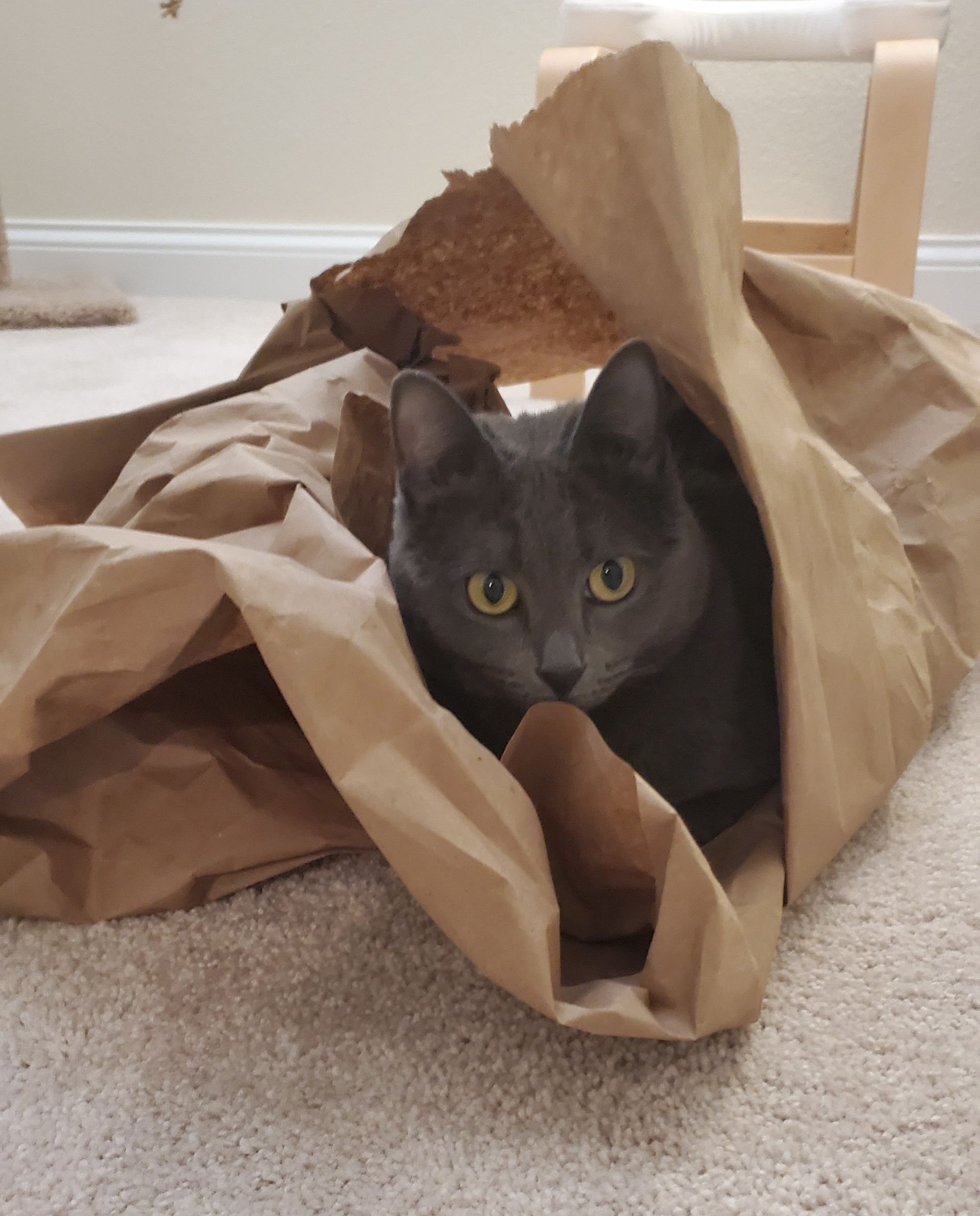 Gray cat peeking out from inside a crumpled brown paper bag, golden eyes, neutral setting.