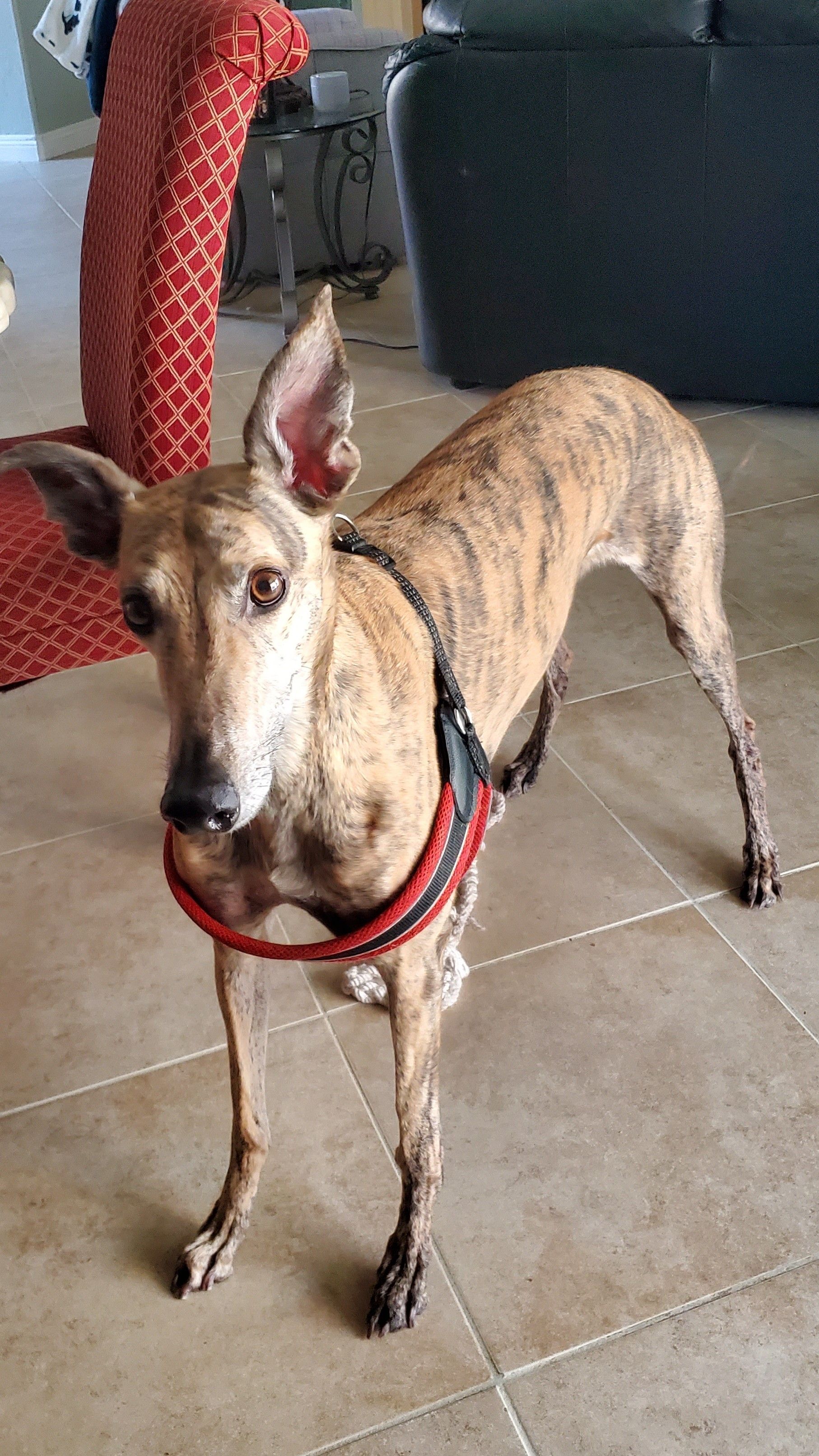 Brindle greyhound dog wearing a harness, indoors.