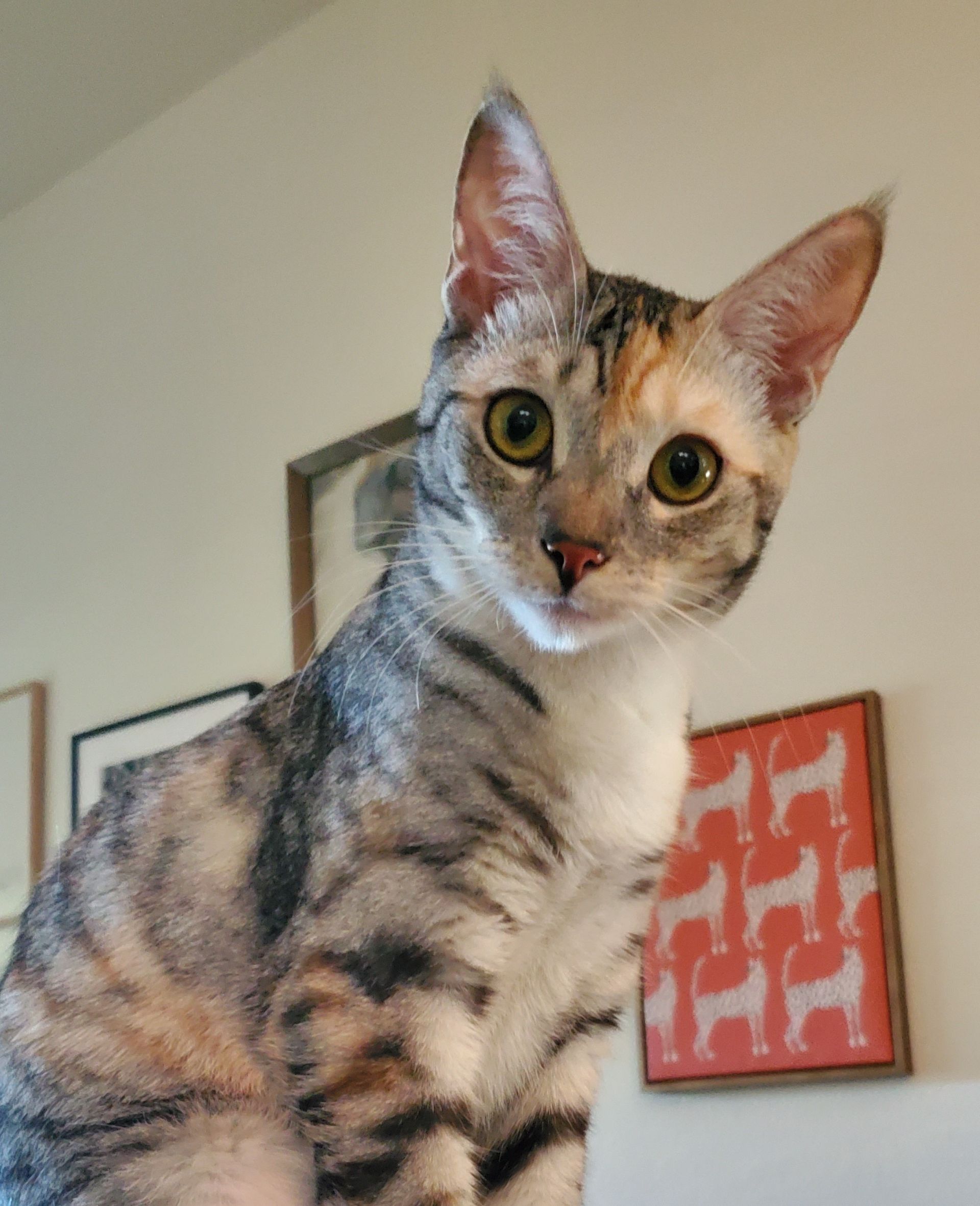 Cat with tabby markings and peach and cream patches, looking at the camera with alert eyes; framed art in background.