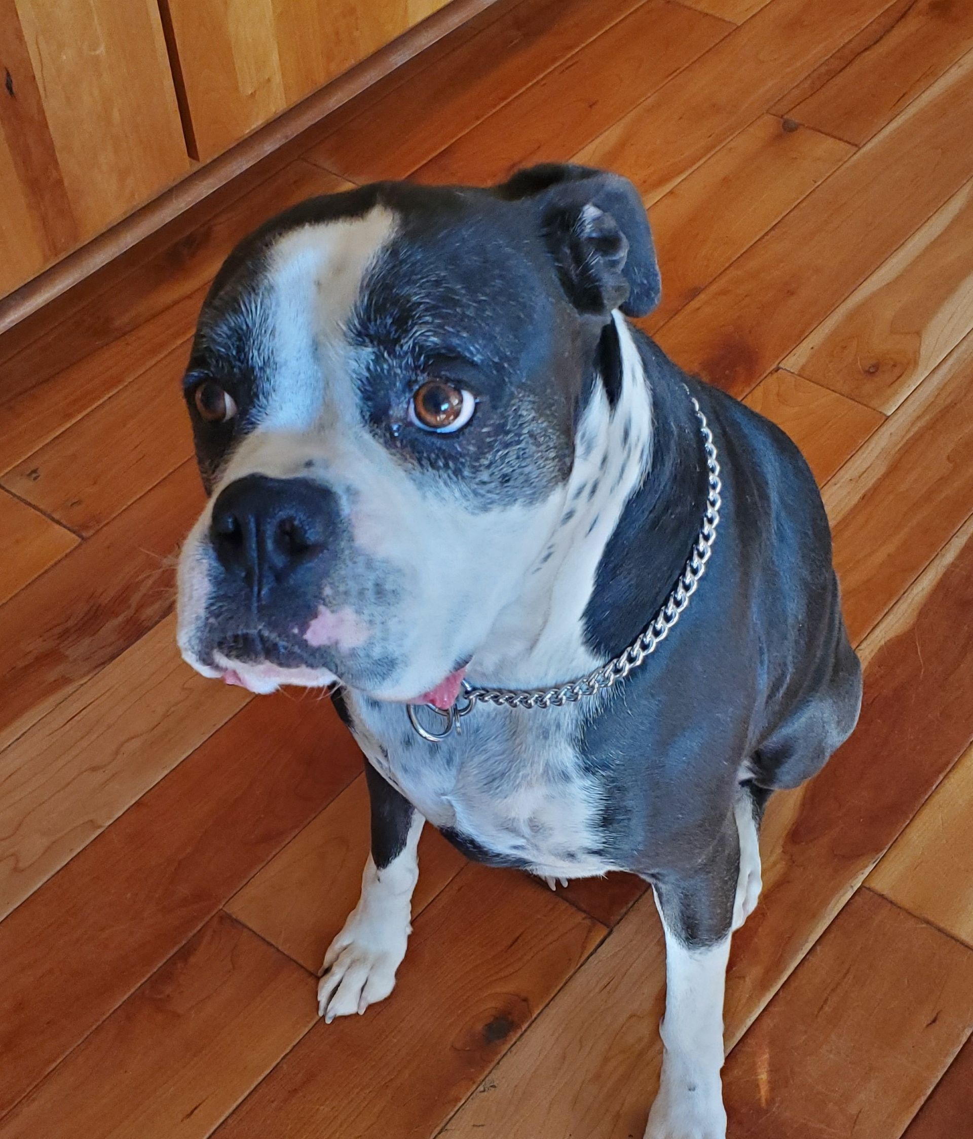 Black and white dog with a concerned expression sits on a wooden floor.