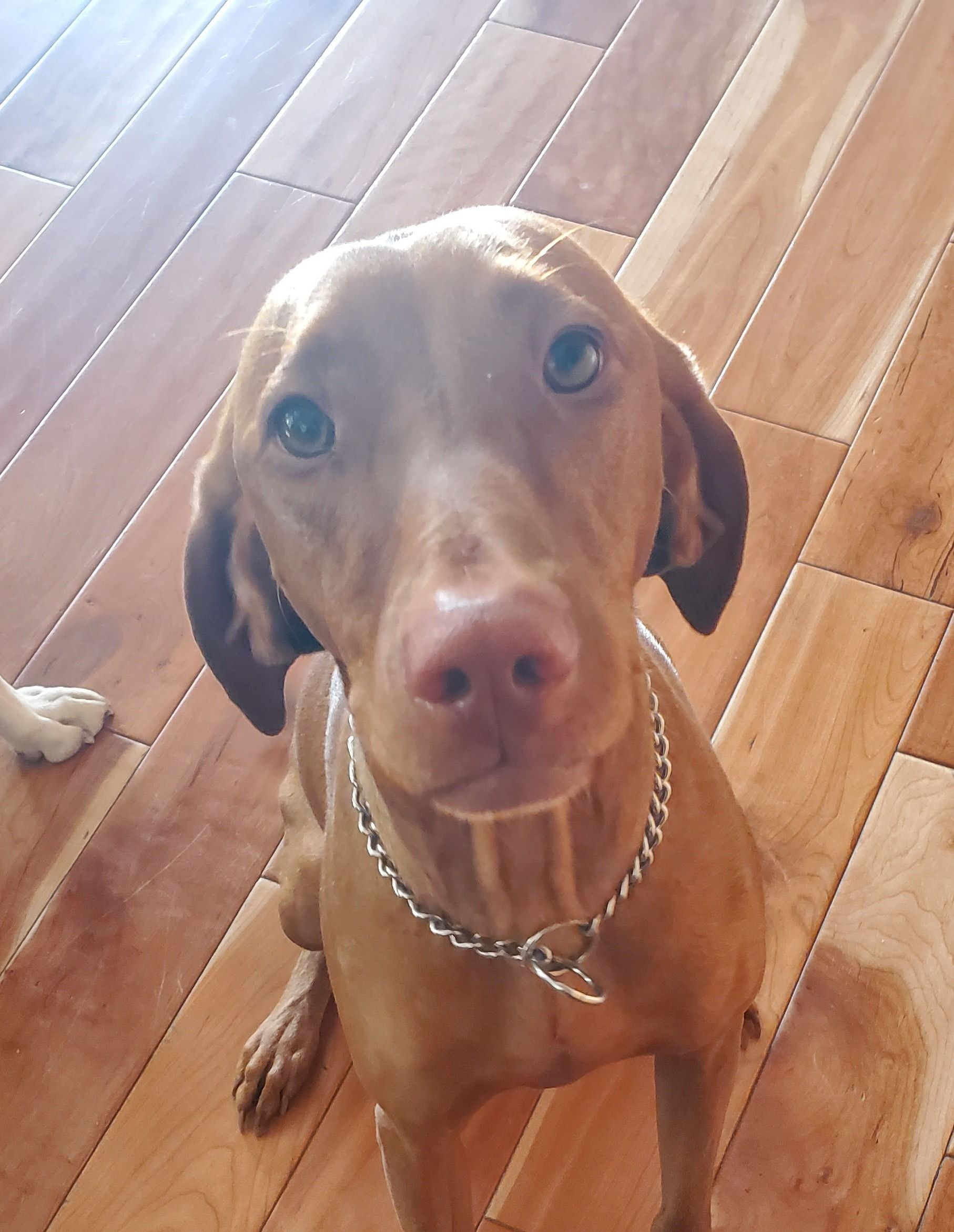 Brown Vizsla dog wearing a silver collar, looking up with a gentle expression, on a wooden floor.