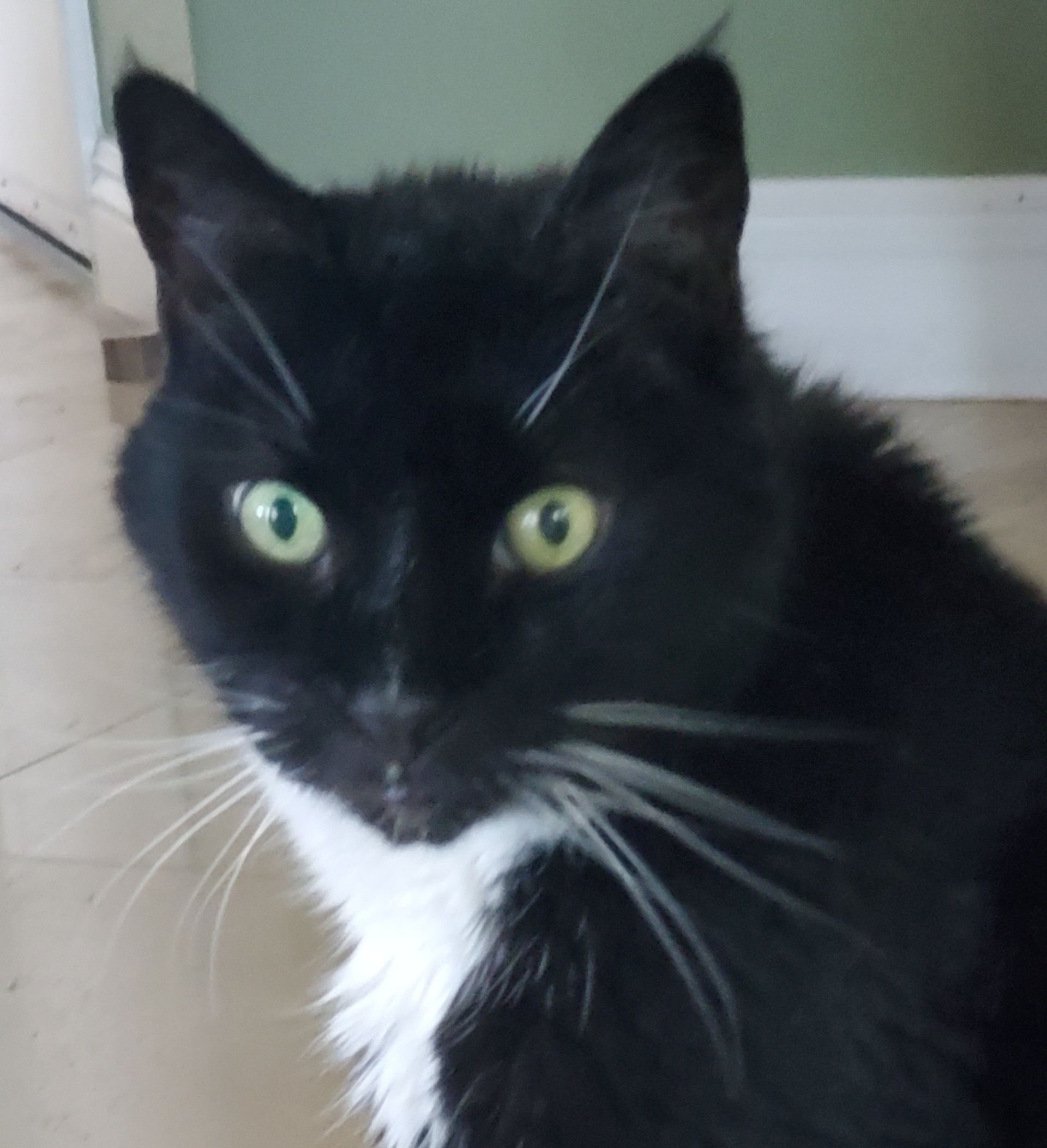 Black and white cat with green eyes, looking at the camera. White chest, thin white whisker, indoor.