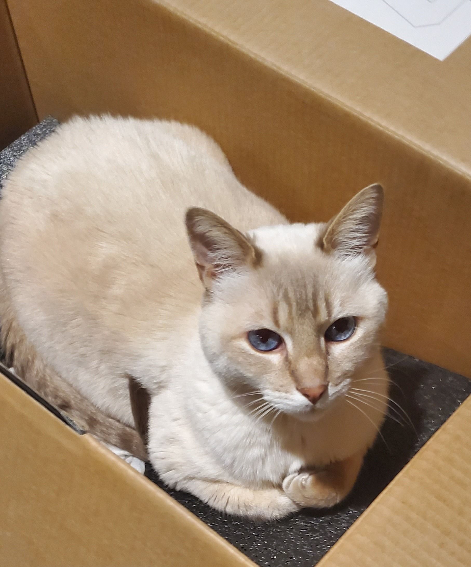 Cream-colored cat with blue eyes in a cardboard box, curled up, looking at the camera.