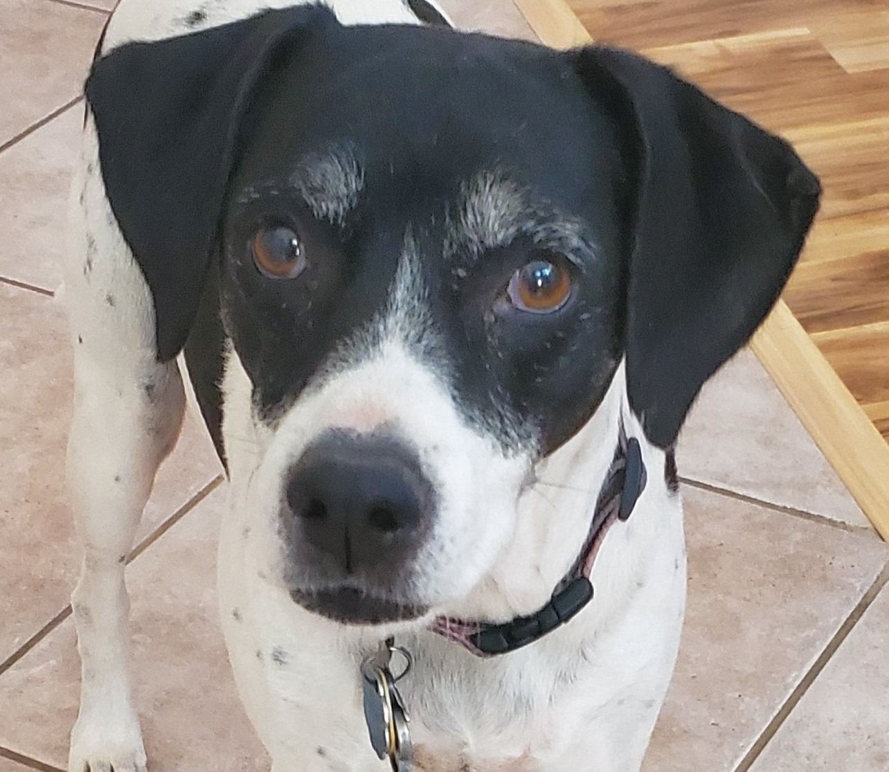 Black and white spotted dog with brown eyes looking at the camera.