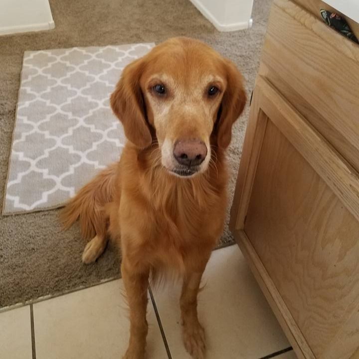Golden Retriever sitting, looking at camera. Light brown fur, white and gray rug.
