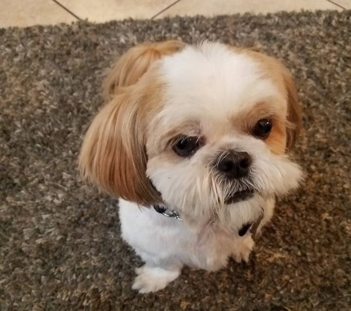 Shih Tzu dog with tan and white fur, looking up, sitting on a gray carpet.