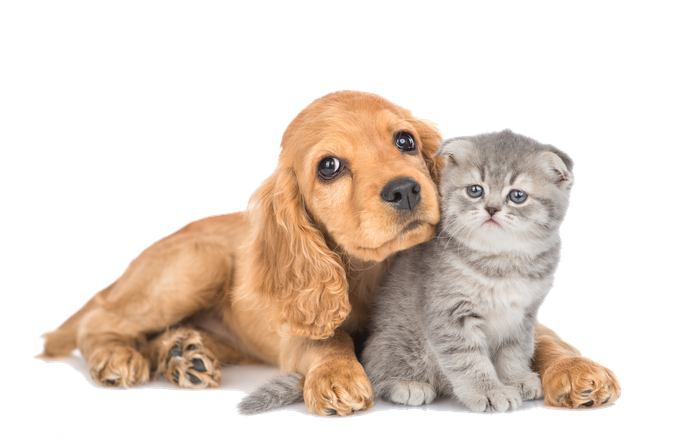 A puppy and a kitten are laying next to each other on a white background.
