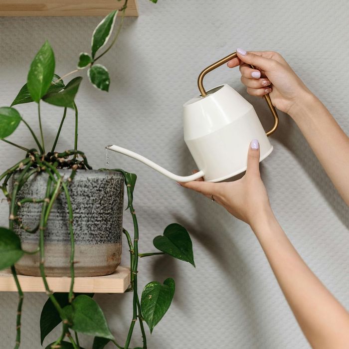 A person is watering a potted plant with a watering can