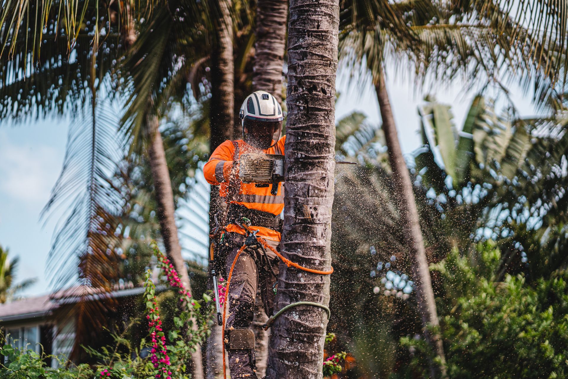 Arborist in orange shirt and helmet uses chainsaw on palm tree, with sawdust and lush green foliage in background.