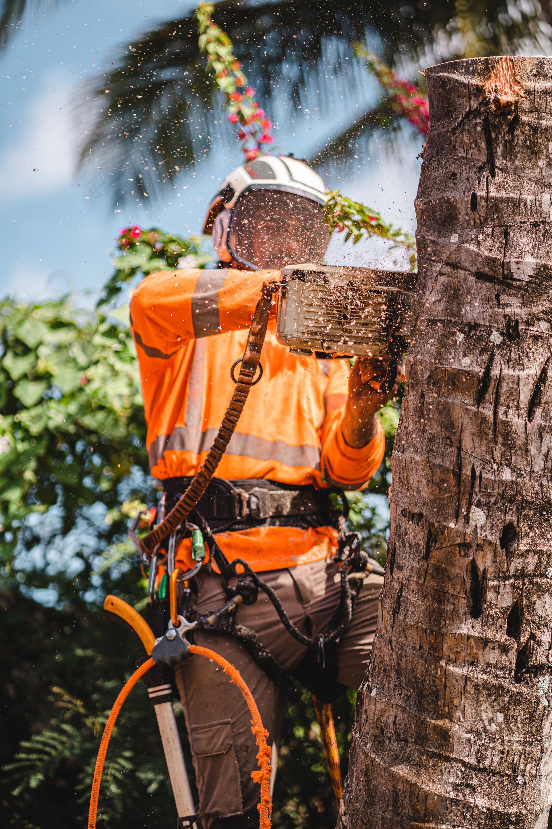 Arborist wearing a hard hat and plaid shirt assessing a felled tree trunk near a house.