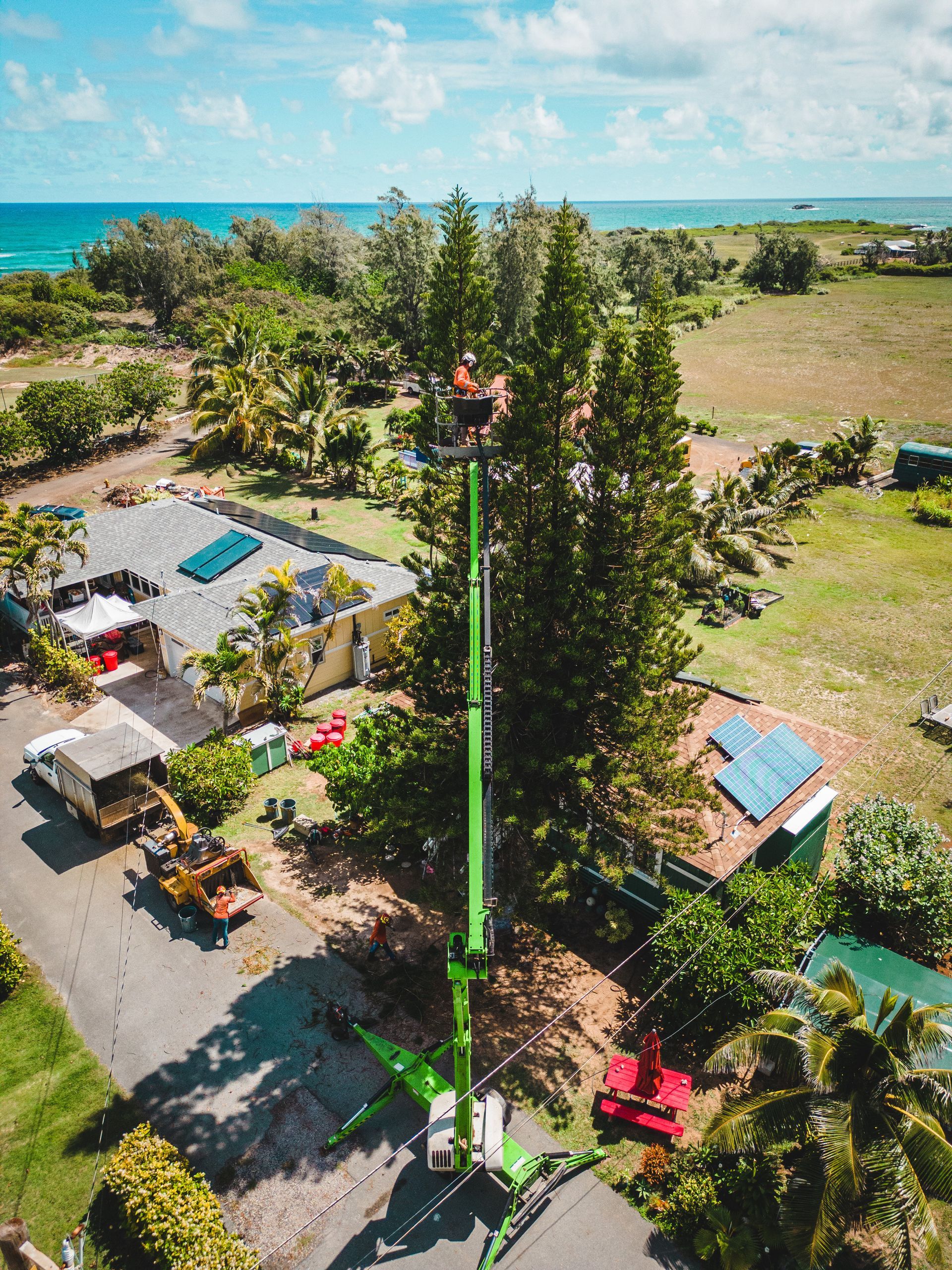A person in a boom lift trims a tall tree in a residential area, with equipment nearby; ocean visible in the distance.