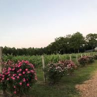 Rows of pink flowering bushes in a field at dusk, with trees in the background.