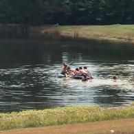 A group of dogs swimming together in a calm pond near a grassy bank.
