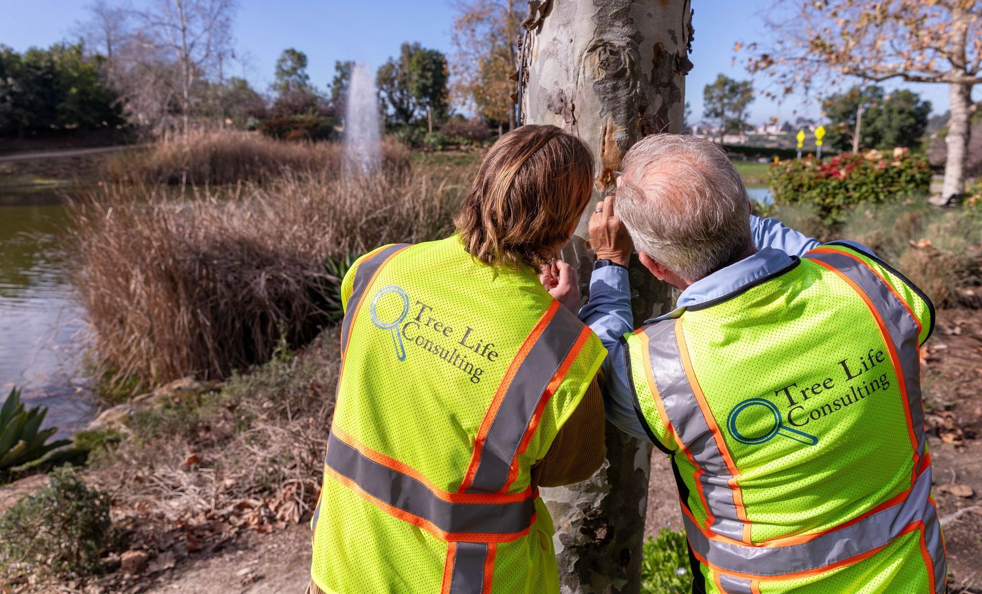 Two tree health professionals are standing next to a tree looking at it.