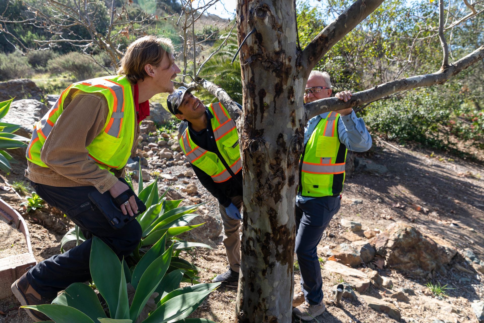 Two tree health professionals are looking at a tree in a park.