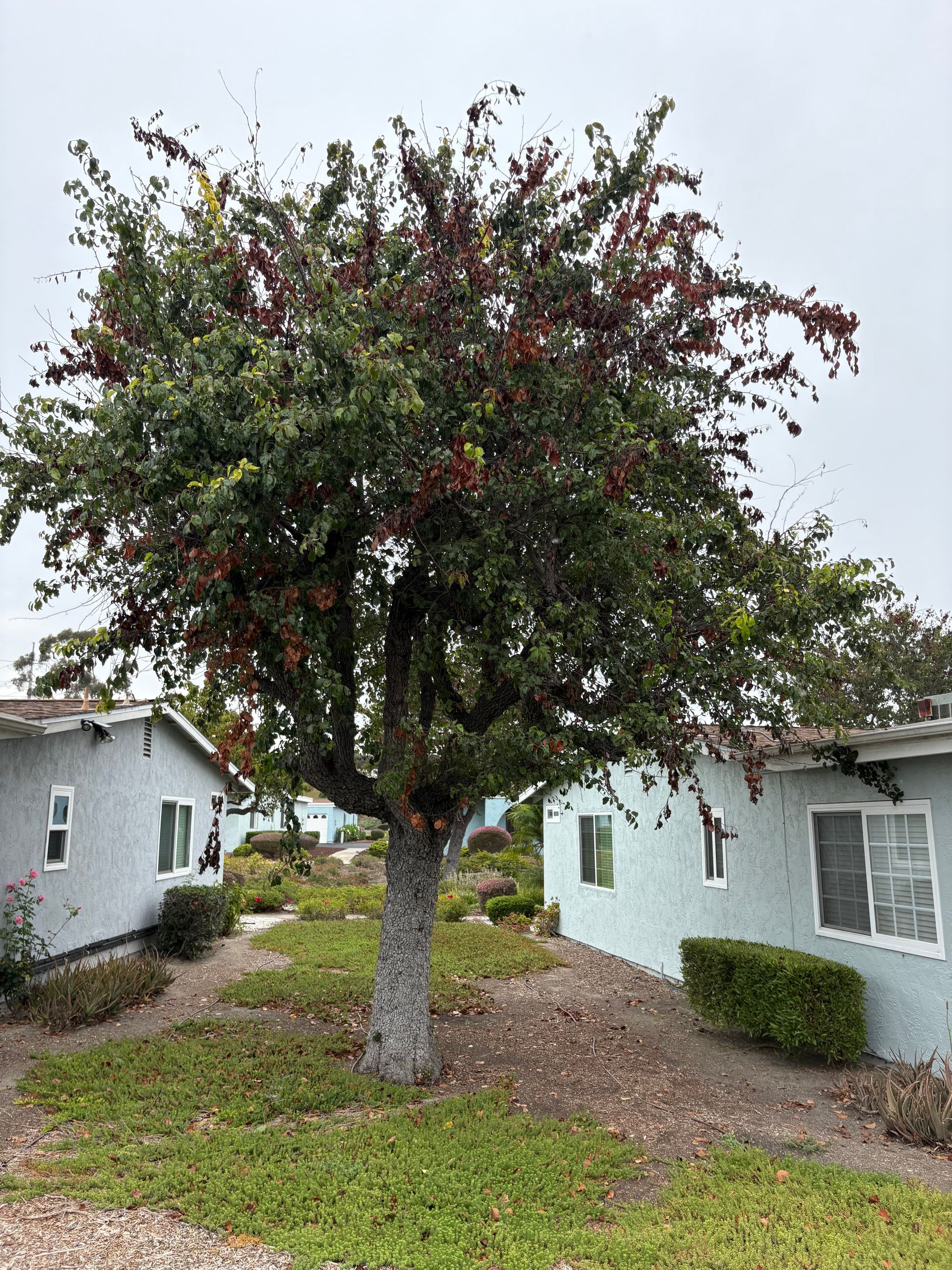Tree with red berries between two light blue houses on an overcast day.
