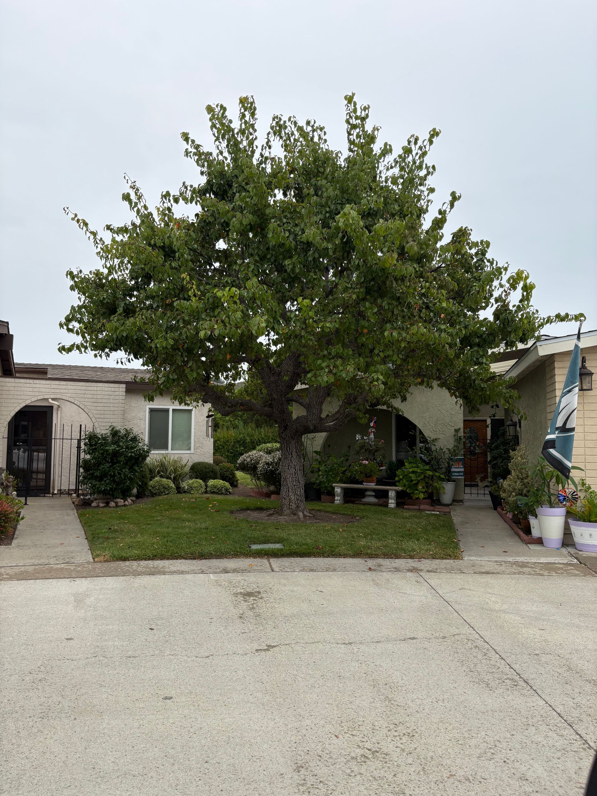 A mature tree stands between two one-story homes on a cloudy day.