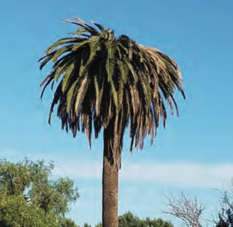 A tall palm tree with a blue sky in the background