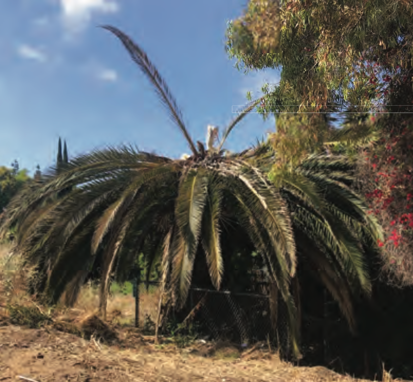 A palm tree that has fallen over in a field