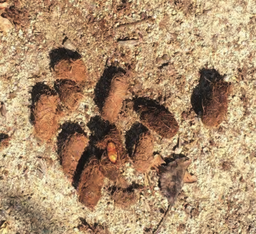A pile of dirt and leaves on the ground