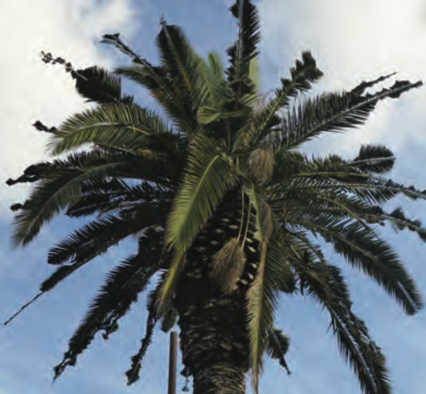 A palm tree against a blue sky with clouds