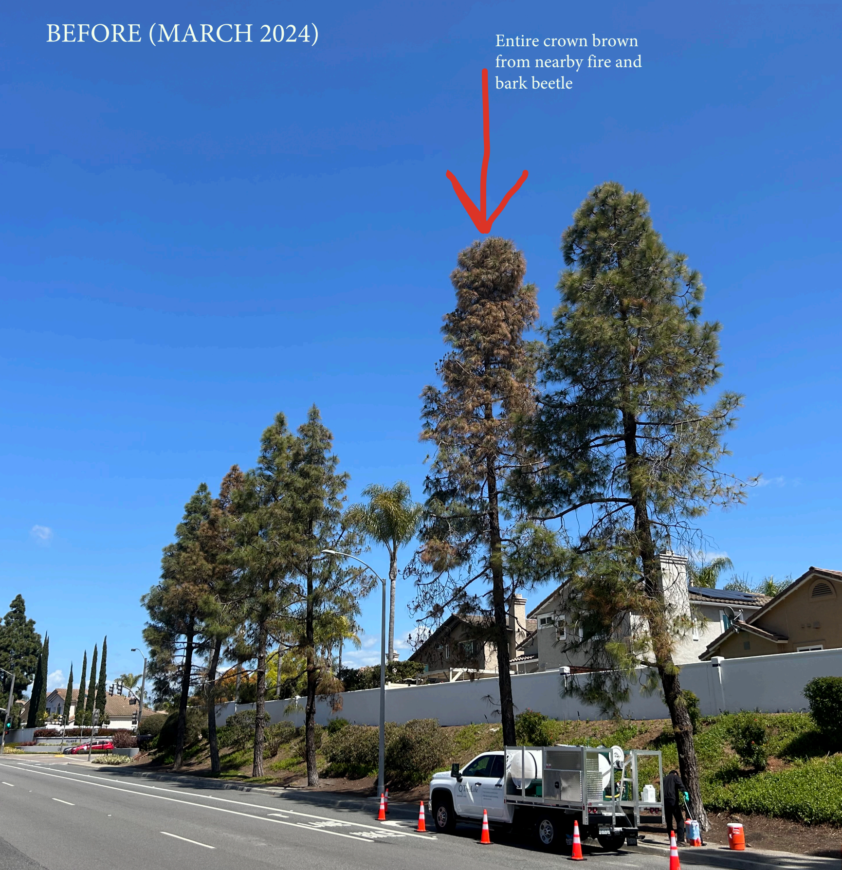 Trees along a road, one brown-topped with an arrow label. A truck and cones are at the trees' base.