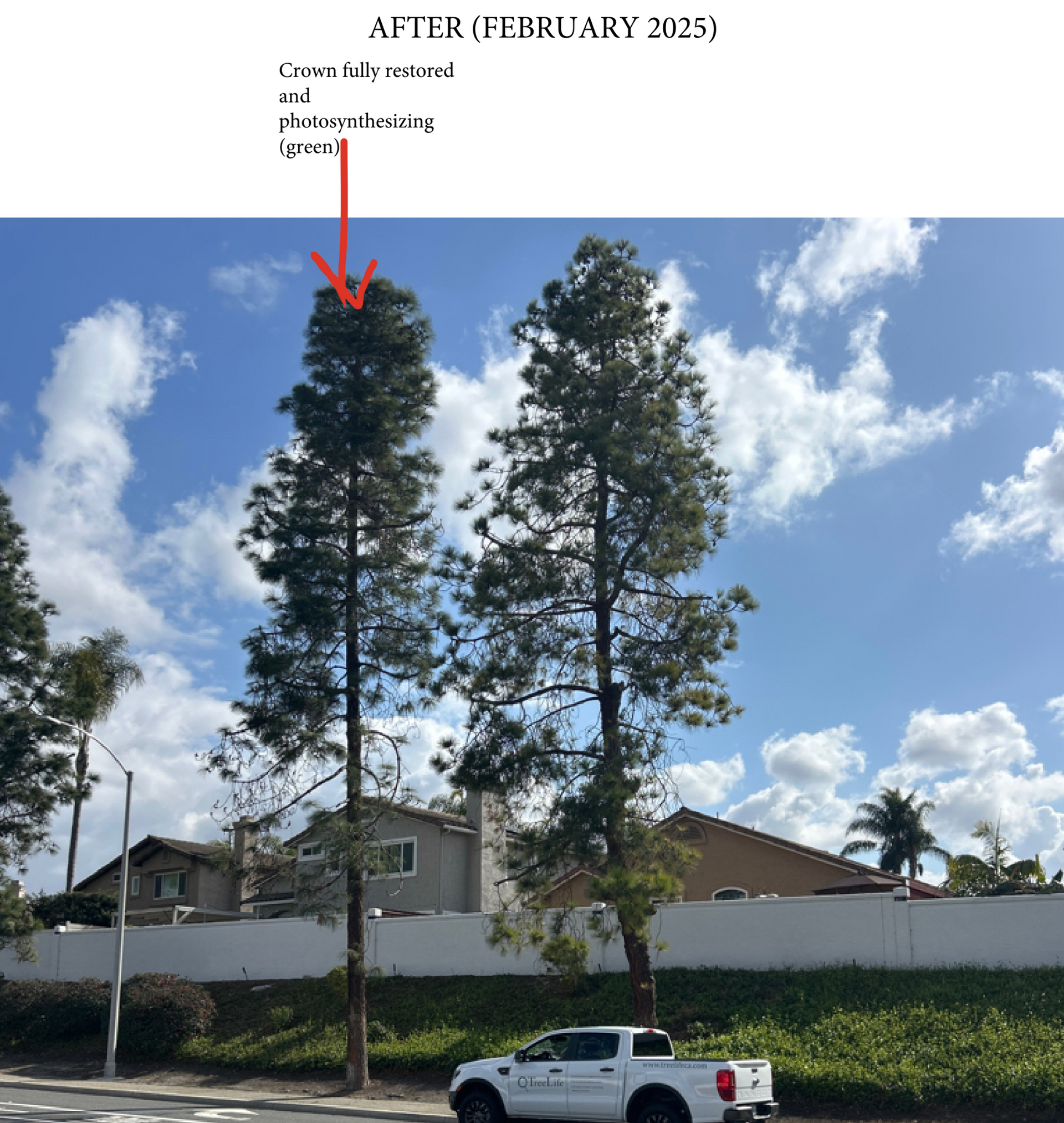 Two tall trees trimmed, sky overhead. White truck parked nearby.