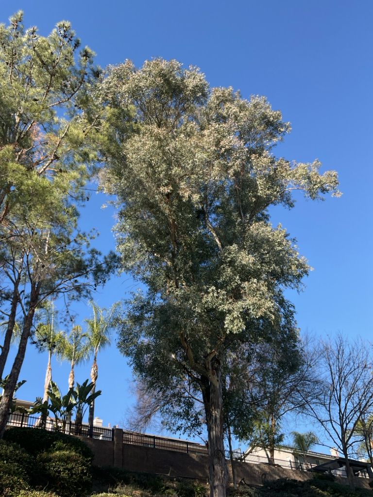 Tall eucalyptus tree with silvery-green leaves against a bright blue sky.