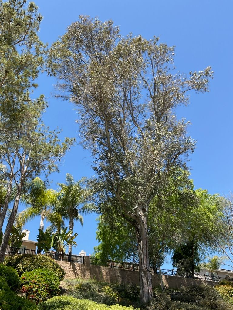 Tall, light-barked eucalyptus tree against a clear blue sky, green foliage at base, hillside setting.
