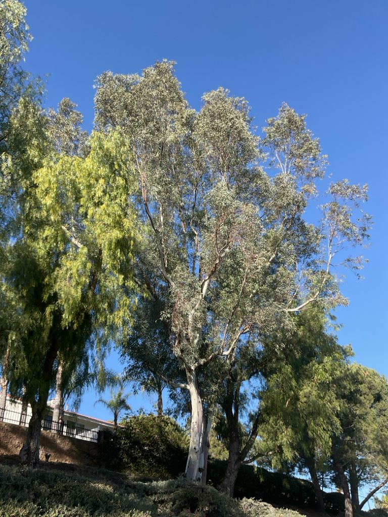 Tall tree with silver-green leaves stands against a clear blue sky, surrounded by other trees on a hillside.
