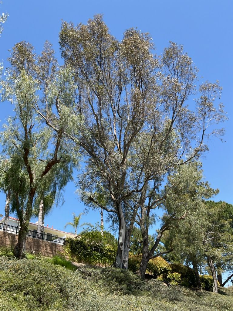 Large eucalyptus tree with peeling bark and silver-green leaves against a blue sky.