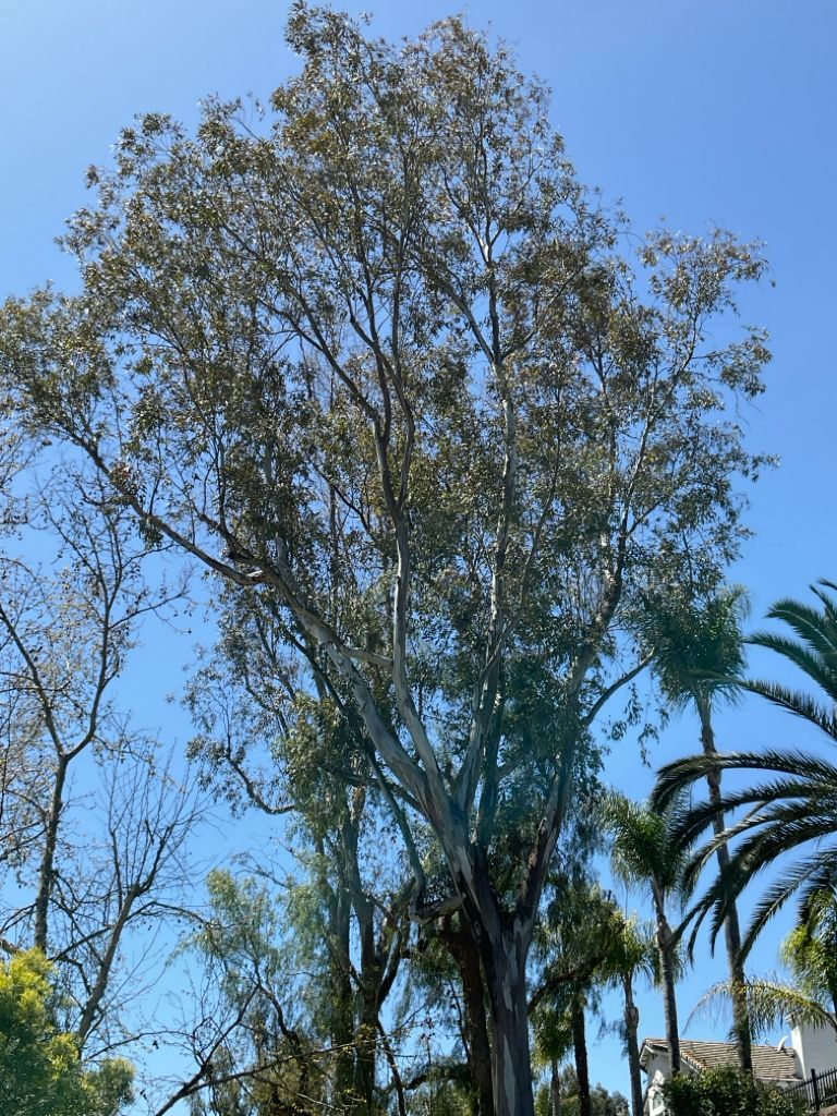 Tall eucalyptus tree with peeling bark against a blue sky, with other trees and palm fronds in the background.
