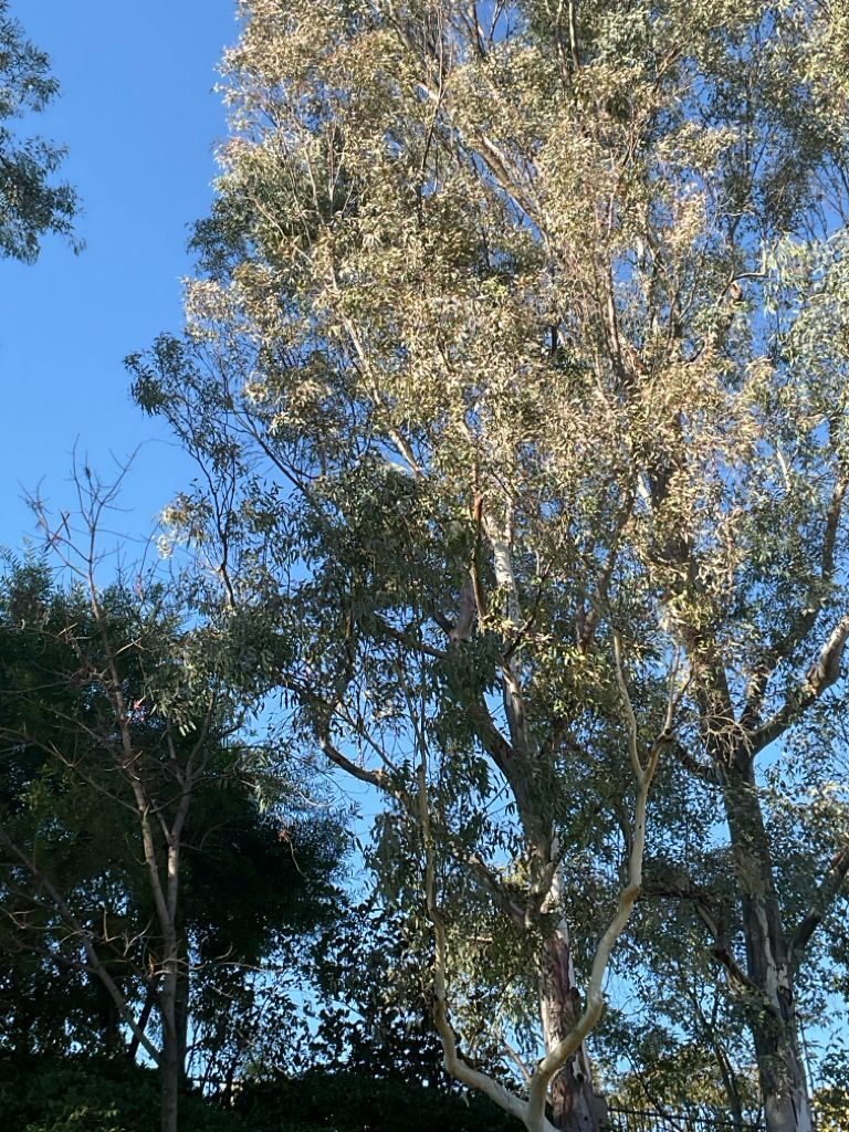 Tall eucalyptus tree with light green leaves against a blue sky.