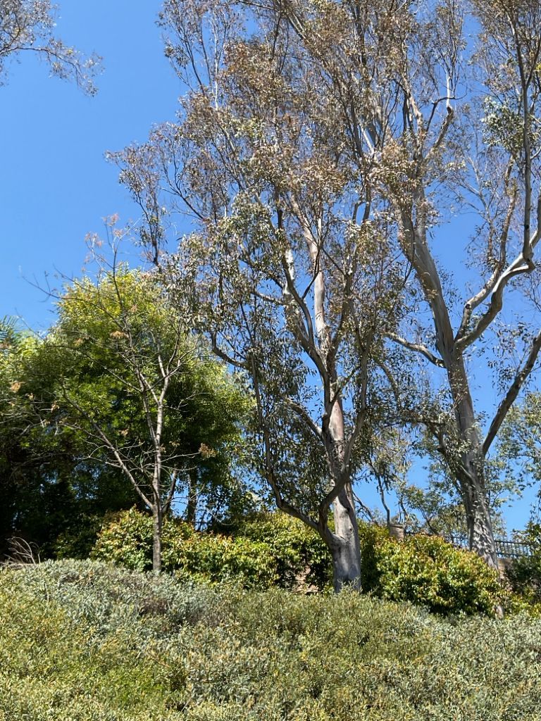 Tall trees with light bark and green leaves against a clear blue sky.