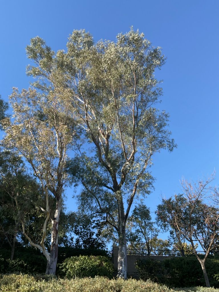 Tall trees with white bark and silvery-green leaves against a clear blue sky.