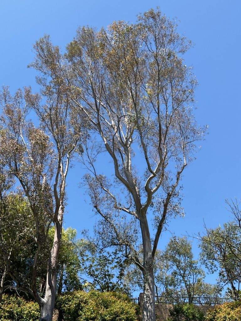 Tall, slender tree with white bark against a bright blue sky; surrounded by green foliage.