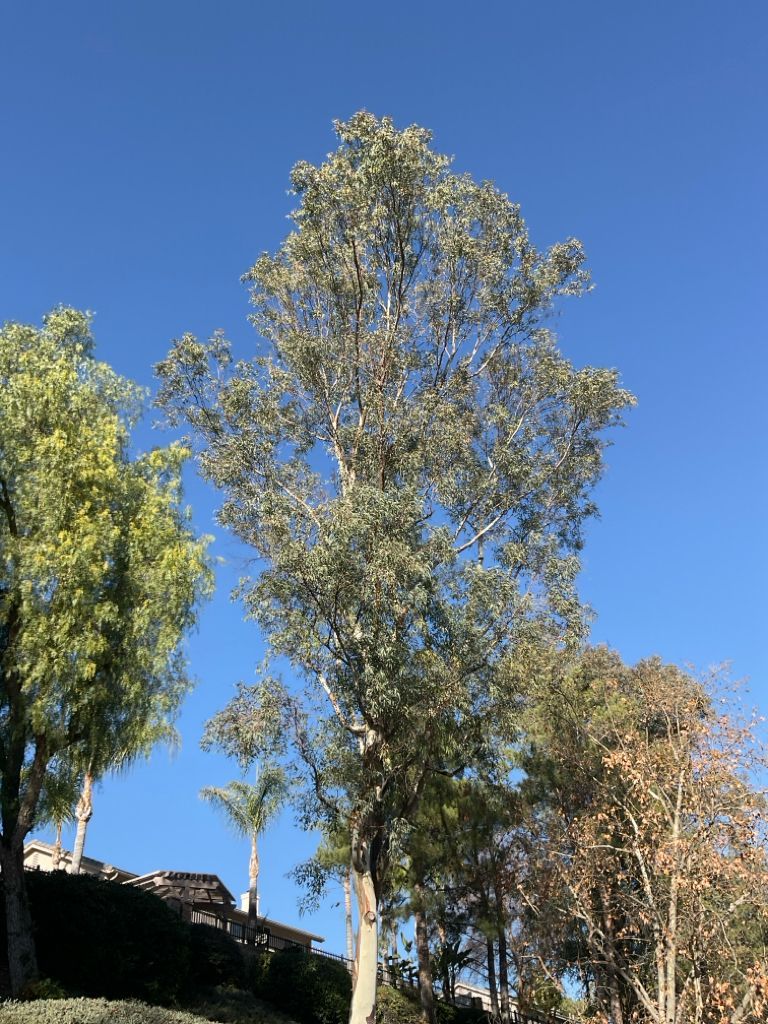 Tall, slender tree with light green and silver leaves against a bright blue sky.